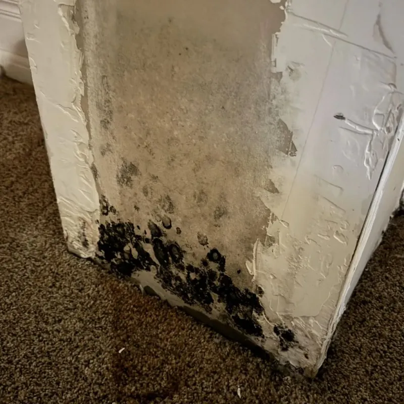 Professional Mold Removal in Morris County, TX